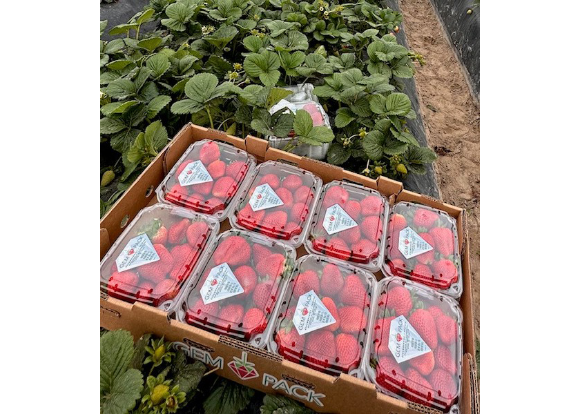 GemPack Berries looking good for summer berry supply The Packer